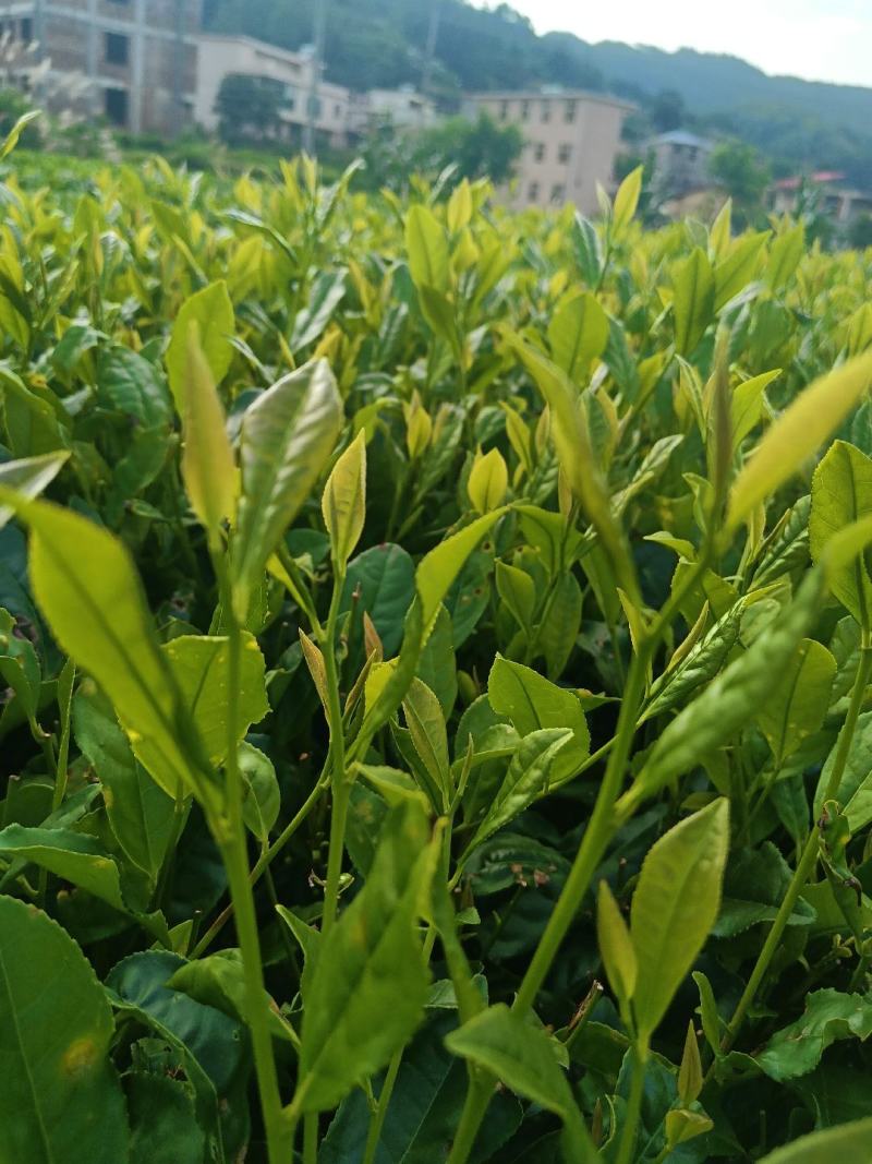 茶叶