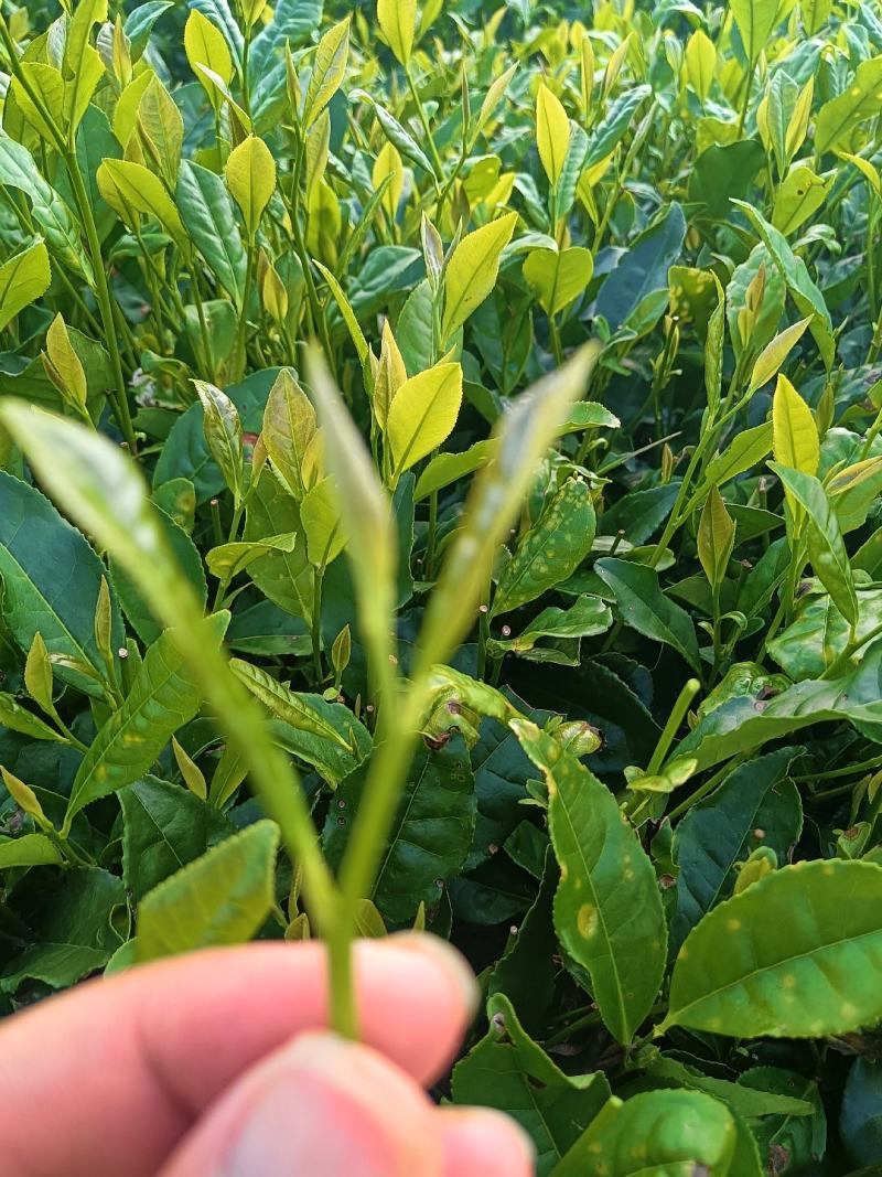 茶叶
