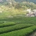 茶叶