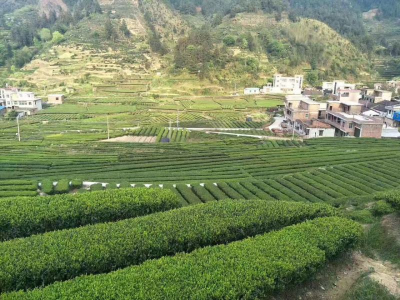 茶叶