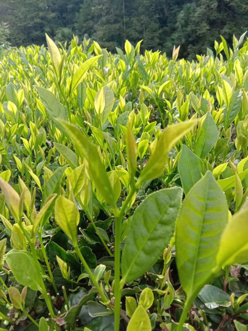 茶叶