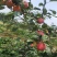 山东鲁丽苹果苗、月香（货源充足量大从优）现挖现发，质量好