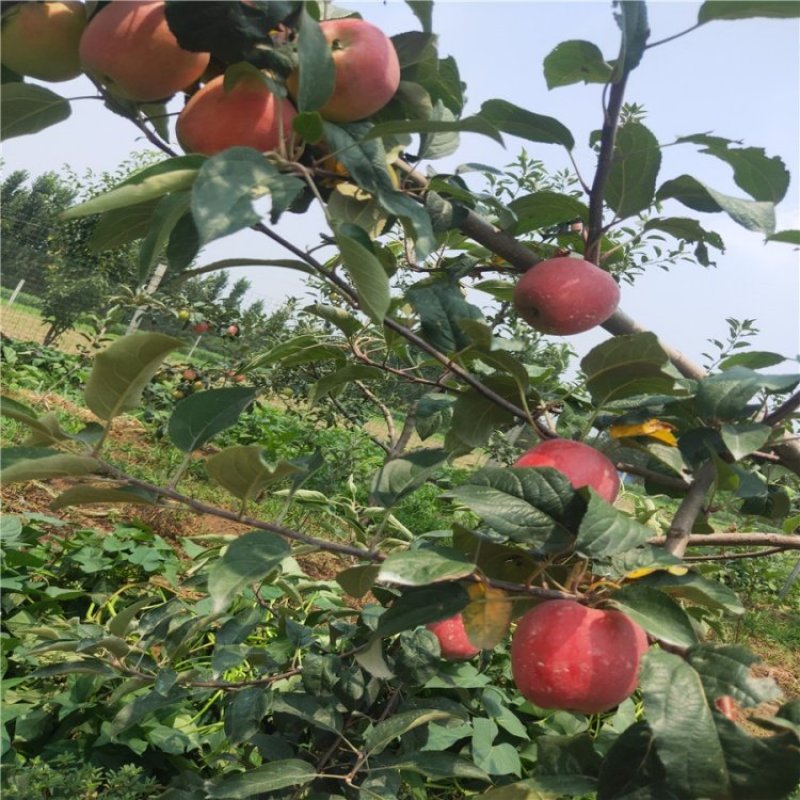 山东鲁丽苹果苗、月香（货源充足量大从优）现挖现发，质量好