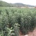 山东鲁丽苹果苗、月香（货源充足量大从优）现挖现发，质量好