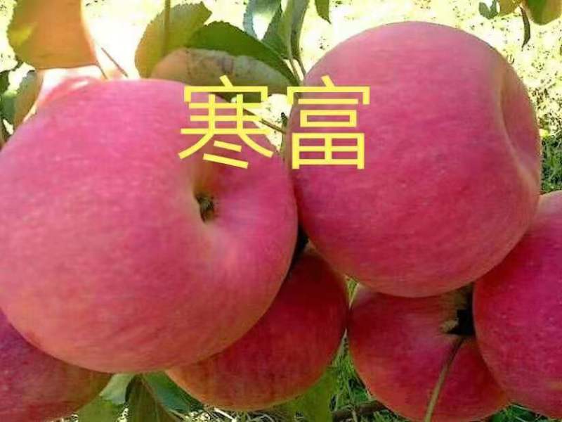 山东鲁丽苹果苗、月香（货源充足量大从优）现挖现发，质量好