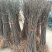 山东鲁丽苹果苗、月香（货源充足量大从优）现挖现发，质量好