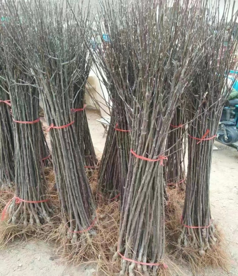 山东鲁丽苹果苗、月香（货源充足量大从优）现挖现发，质量好