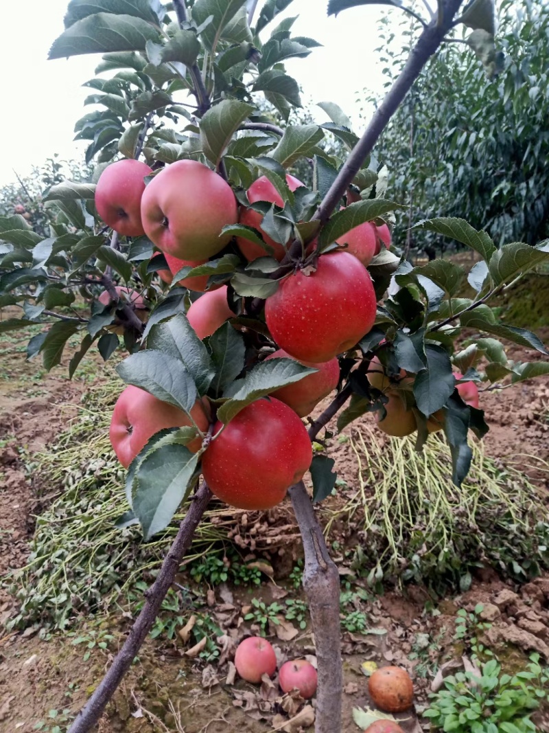 山东鲁丽苹果苗、月香（货源充足量大从优）现挖现发，质量好