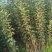 山东鲁丽苹果苗、月香（货源充足量大从优）现挖现发，质量好