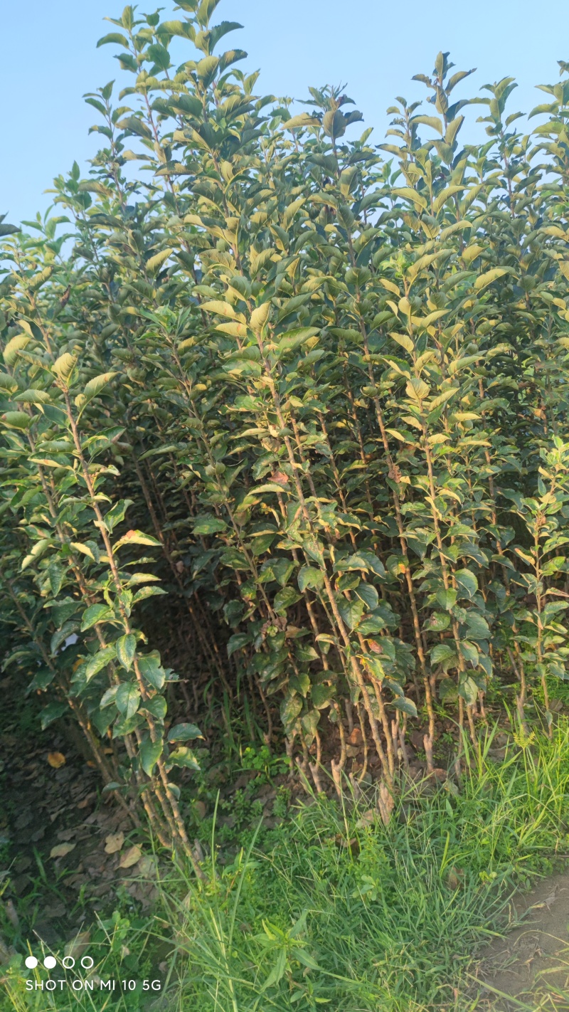 山东鲁丽苹果苗、月香（货源充足量大从优）现挖现发，质量好