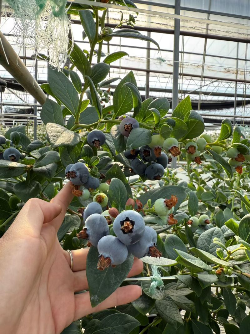 代收花香蓝莓云南花青素蓝莓L25，11大量上市