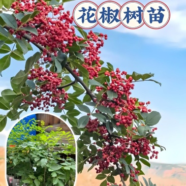 山东大红袍花椒苗，基地直供（货源充足量大从优）对接全国