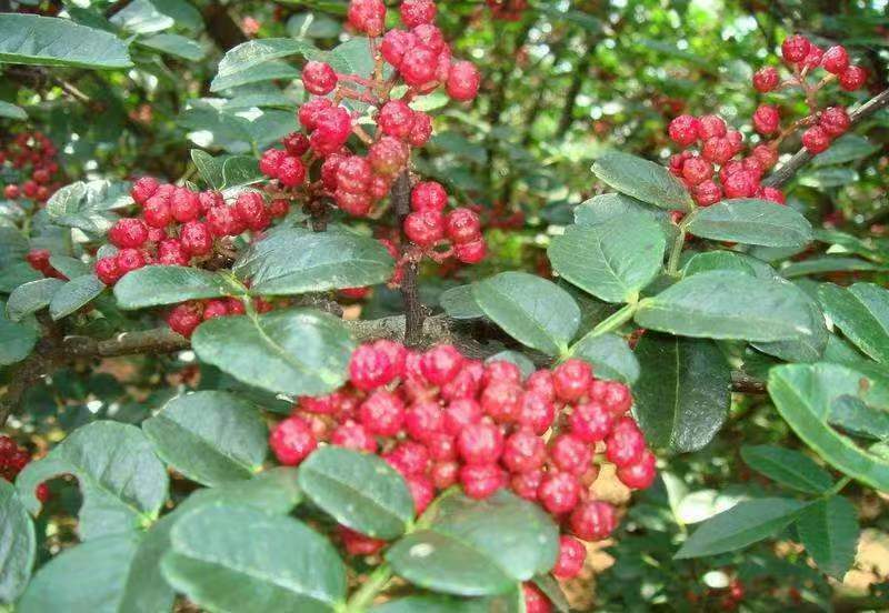 山东大红袍花椒苗，基地直供（货源充足量大从优）对接全国