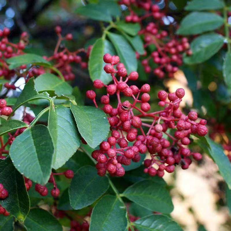 山东大红袍花椒苗，基地直供（货源充足量大从优）对接全国
