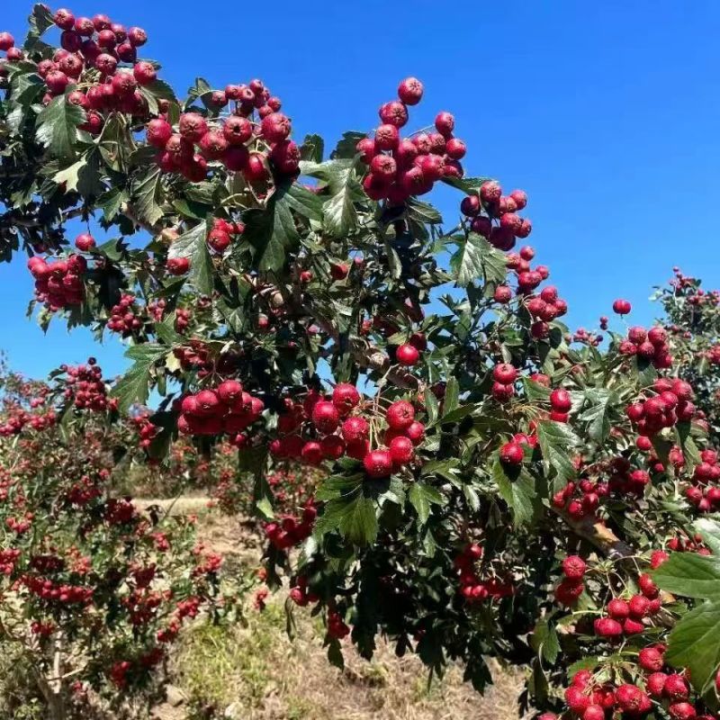 山东大红袍花椒苗，基地直供（货源充足量大从优）对接全国