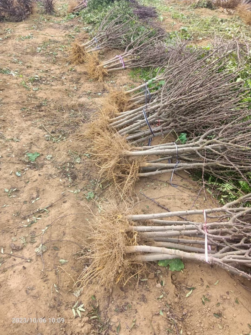 山东大红袍花椒苗，基地直供（货源充足量大从优）对接全国