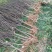 山东大红袍花椒苗，基地直供（货源充足量大从优）对接全国