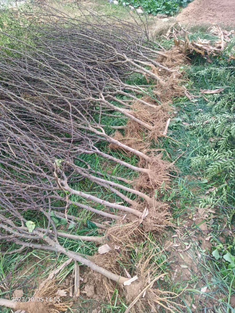 山东大红袍花椒苗，基地直供（货源充足量大从优）对接全国