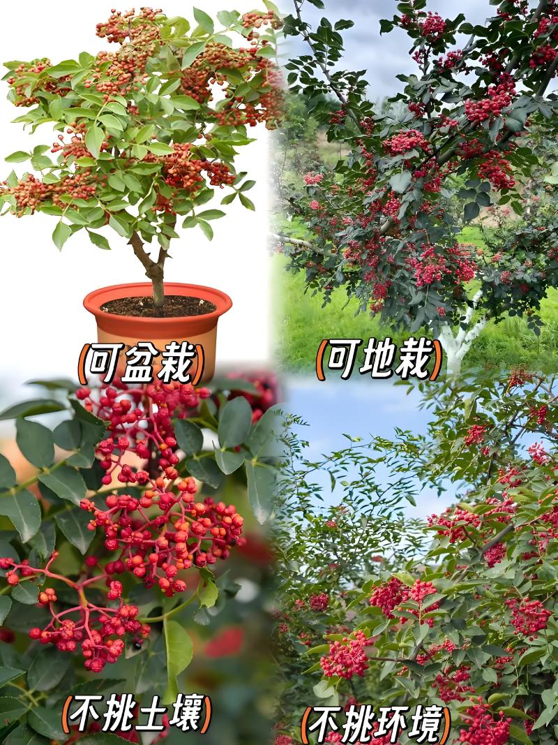 山东大红袍花椒苗，基地直供（货源充足量大从优）对接全国