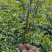 山东大红袍花椒苗，基地直供（货源充足量大从优）对接全国