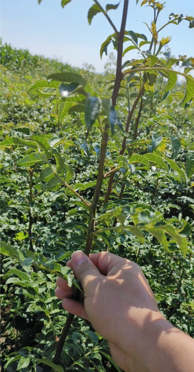 山东大红袍花椒苗，基地直供（货源充足量大从优）对接全国
