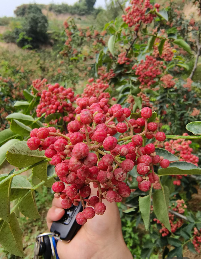 山东大红袍花椒苗，基地直供（货源充足量大从优）对接全国