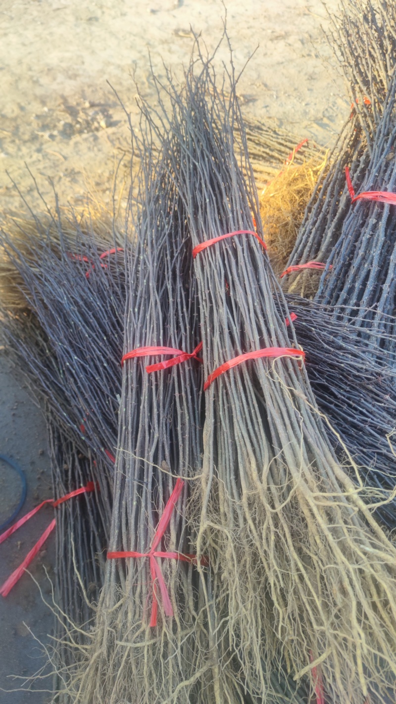 山东大红袍花椒苗，基地直供（货源充足量大从优）对接全国