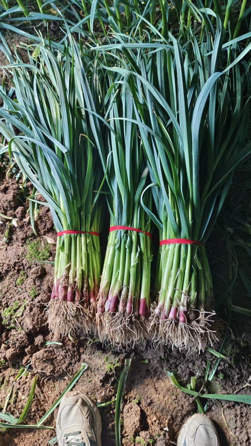 红根蒜苗、红皮蒜苗、基地直供、量大优惠