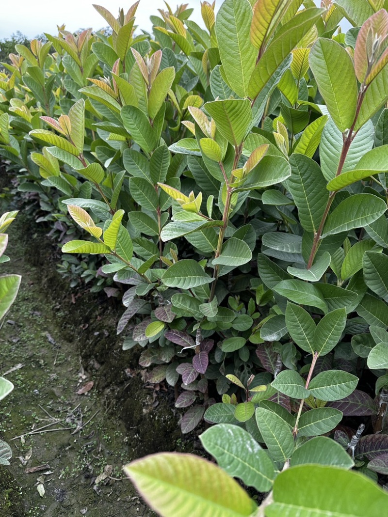 白心番石榴苗番石榴苗