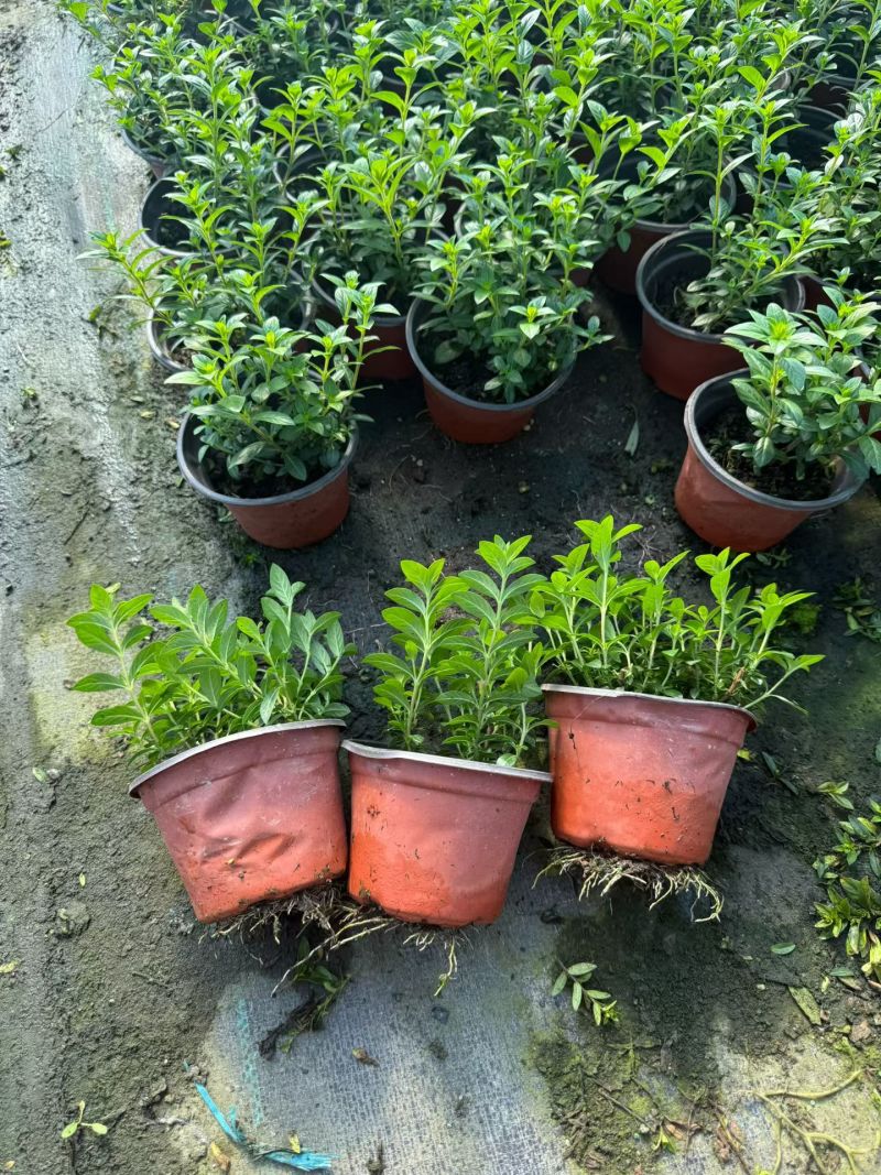 观花植物满天星120杯，基地有量，欢迎来一亩田订购。