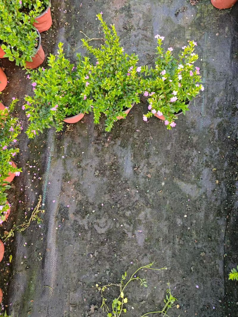 观花植物满天星120杯，基地有量，欢迎来一亩田订购。