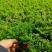 观花植物满天星120杯，基地有量，欢迎来一亩田订购。