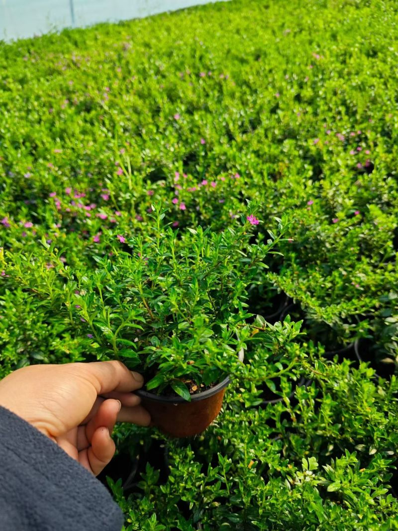 观花植物满天星120杯，基地有量，欢迎来一亩田订购。