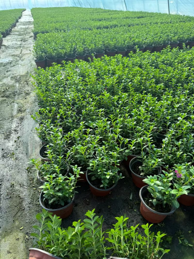 观花植物满天星120杯，基地有量，欢迎来一亩田订购。
