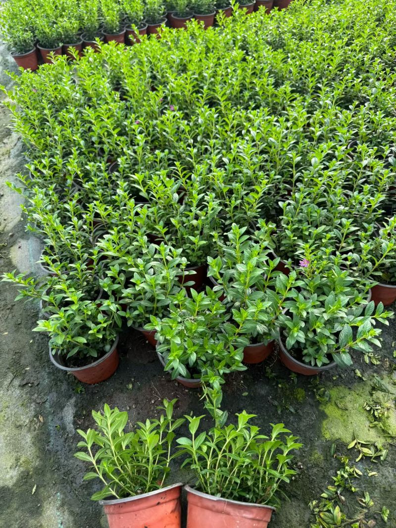 观花植物满天星120杯，基地有量，欢迎来一亩田订购。