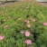 观花植物玛格里特、姫小菊190杯，基地有量，欢迎订购。