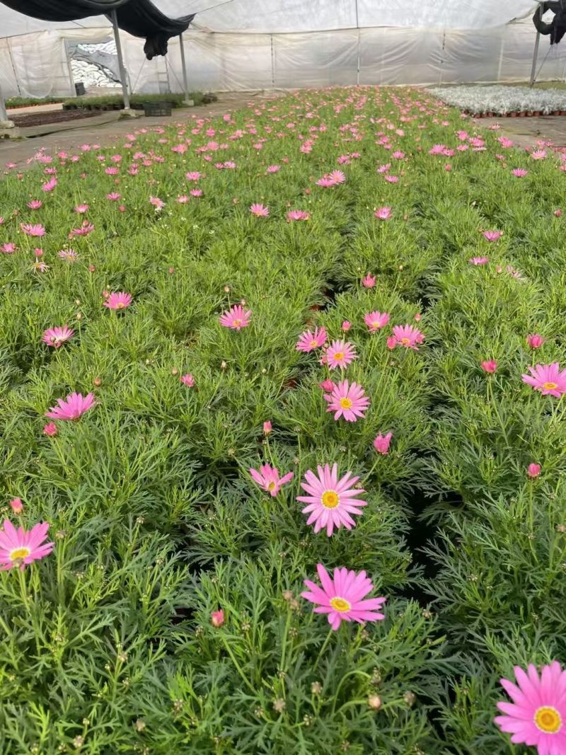 观花植物玛格里特、姫小菊190杯，基地有量，欢迎订购。