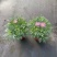 观花植物玛格里特、姫小菊190杯，基地有量，欢迎订购。
