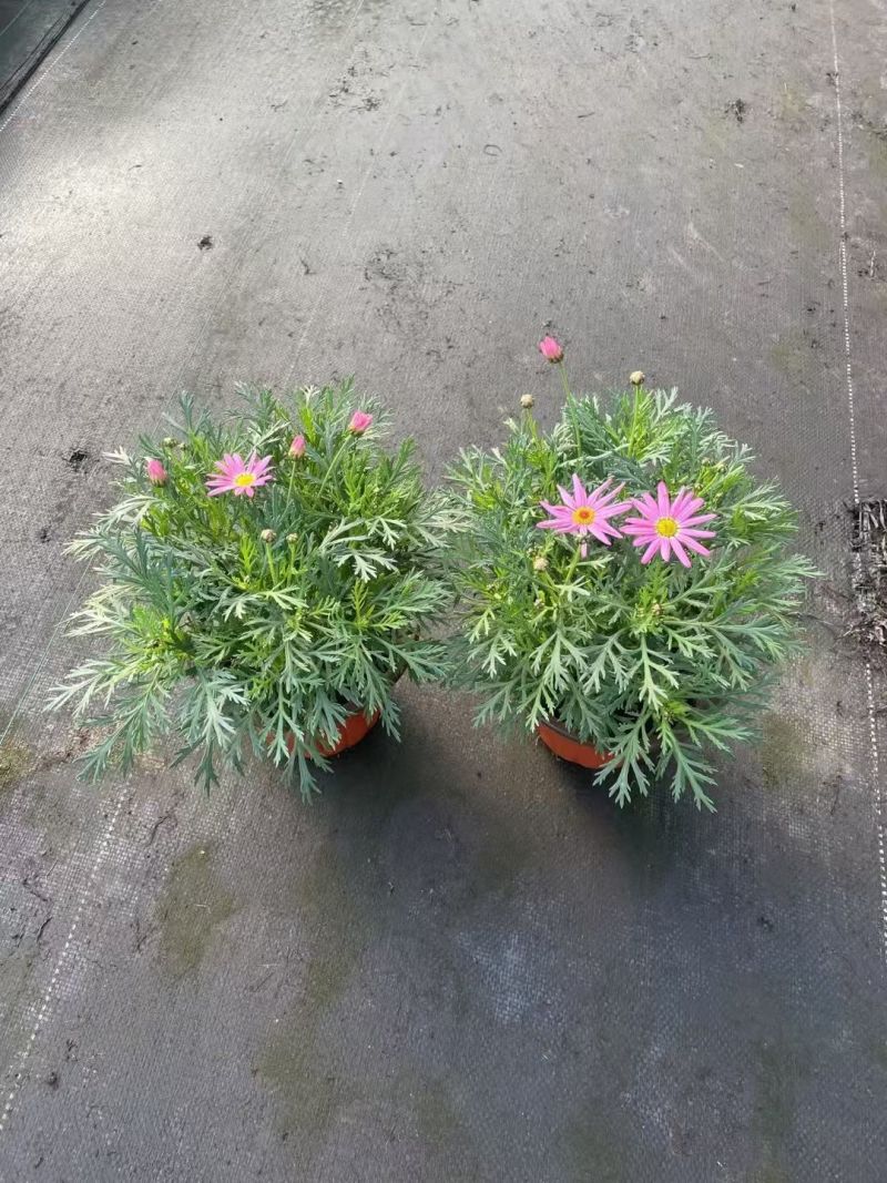 观花植物玛格里特、姫小菊190杯，基地有量，欢迎订购。