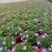 观花植物玛格里特、姫小菊190杯，基地有量，欢迎订购。