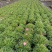 观花植物玛格里特、姫小菊190杯，基地有量，欢迎订购。