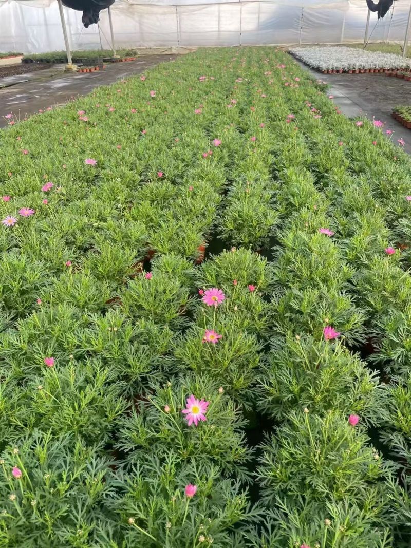 观花植物玛格里特、姫小菊190杯，基地有量，欢迎订购。