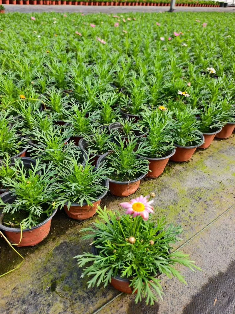 观花植物玛格里特、姫小菊190杯，基地有量，欢迎订购。