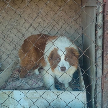 边牧幼犬