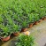 观花植物玛格里特、姫小菊190杯，基地有量，欢迎订购。