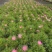观花植物玛格里特、姫小菊190杯，基地有量，欢迎订购。