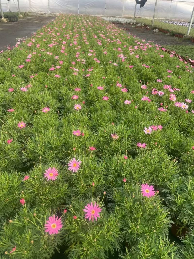 观花植物玛格里特、姫小菊190杯，基地有量，欢迎订购。