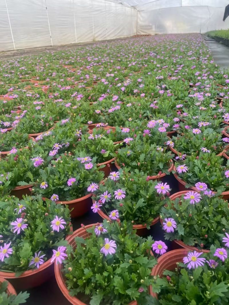 观花植物玛格里特、姫小菊190杯，基地有量，欢迎订购。