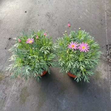 观花植物玛格里特、姫小菊190杯，基地有量，欢迎订购。