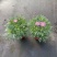 观花植物玛格里特、姫小菊190杯，基地有量，欢迎订购。